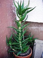 Aloe vera na vlasy