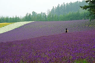 Levandulový olej