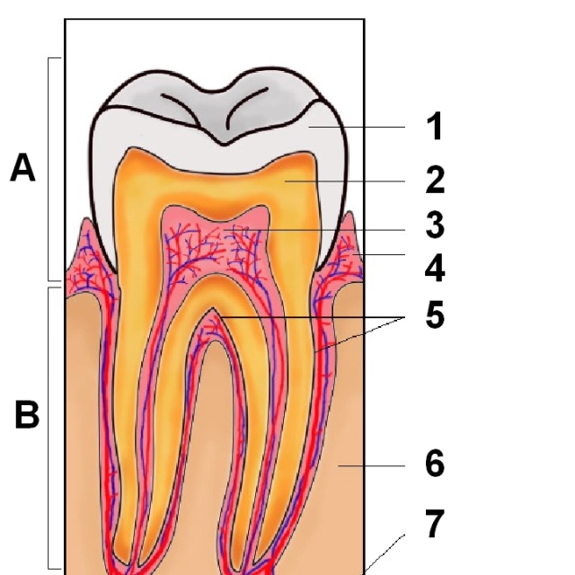 Zub anatomicky